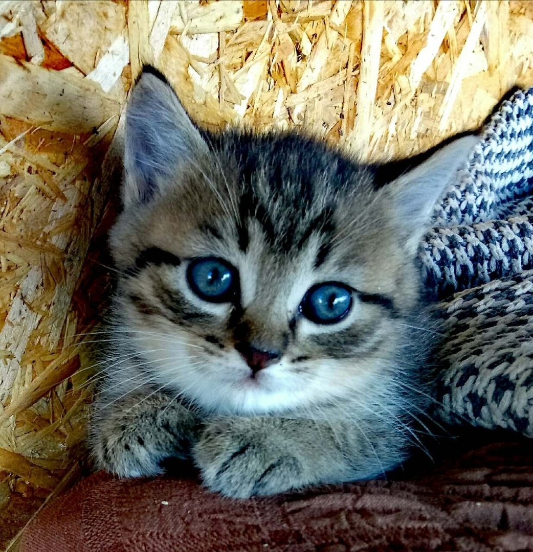 кошечка - оригинал