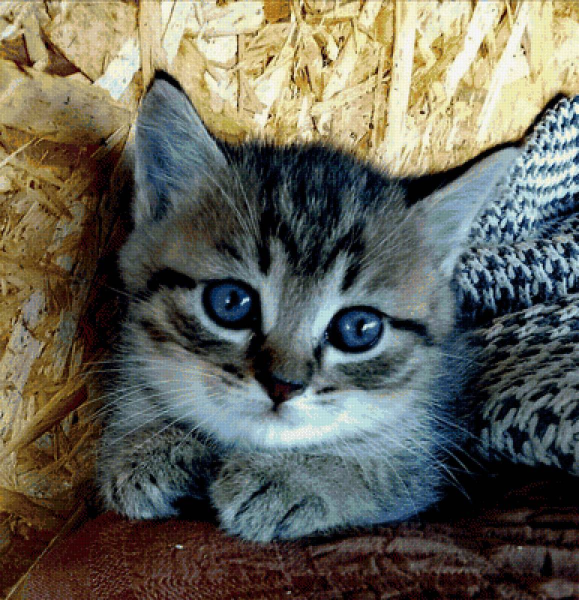 кошечка - предпросмотр