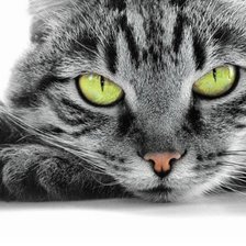 Схема вышивки «№1944651»