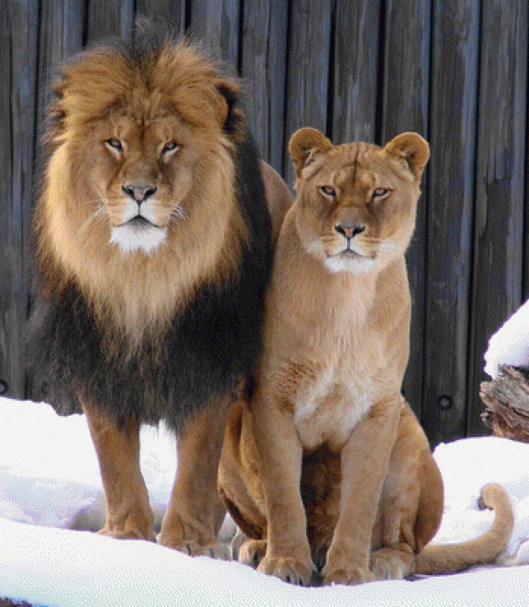 Львиная пара - львиная пара, лев, львица - предпросмотр