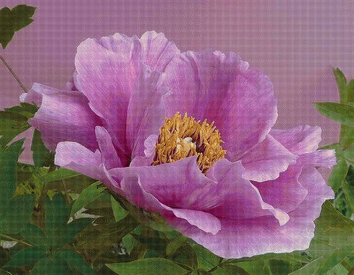 цветы - предпросмотр