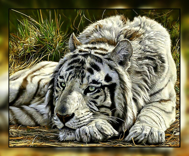 Тигр. - тигр, хищник, взгляд. - оригинал