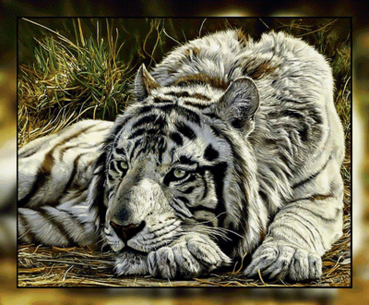 Тигр. - хищник, взгляд., тигр - предпросмотр