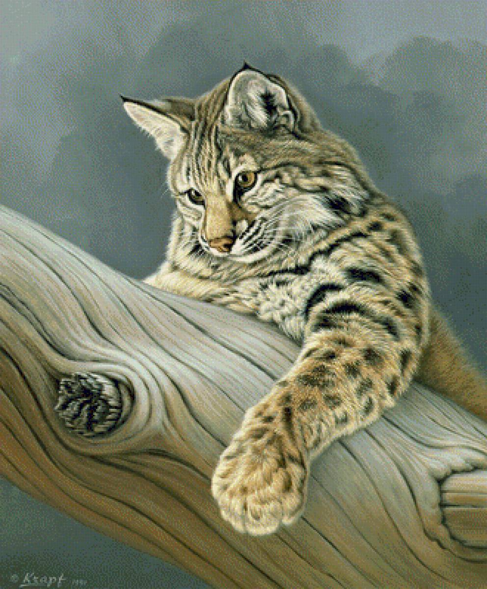 Curiosity Young Bobcat. - paul krapf painter.animals. - предпросмотр
