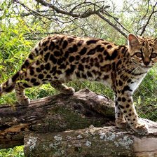 Схема вышивки «zviera»