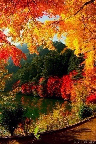 Краски осени - природа, осень, краски - оригинал