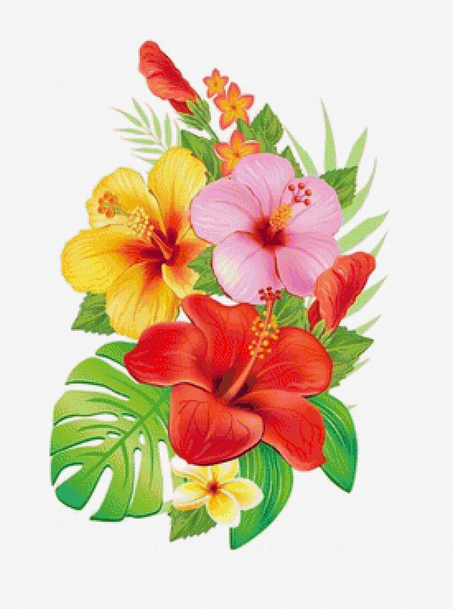 Гибискусы - тропические цветы, гибискус - предпросмотр