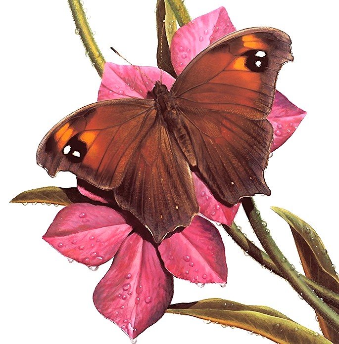 бабочка - оригинал