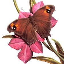 Схема вышивки «бабочка»