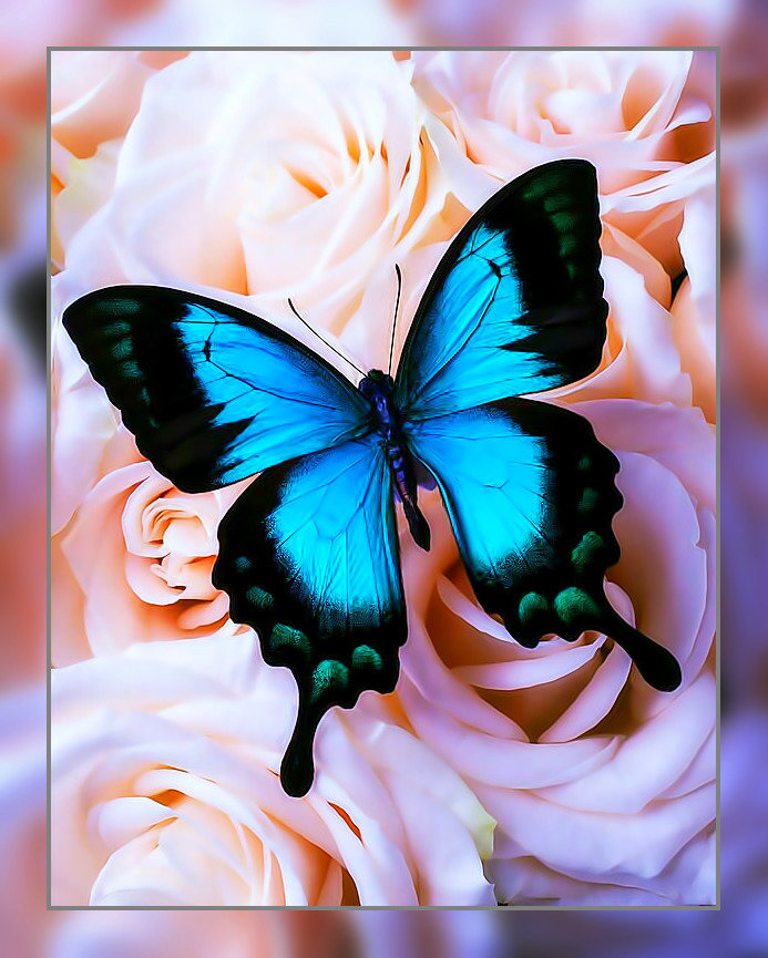 Бабочка. - цветок., бабочка, роза - оригинал