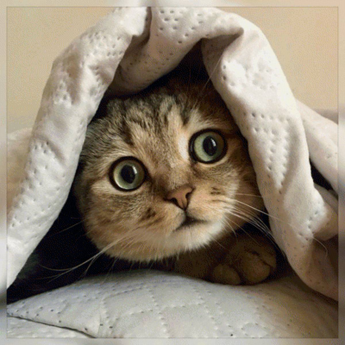 526 - предпросмотр