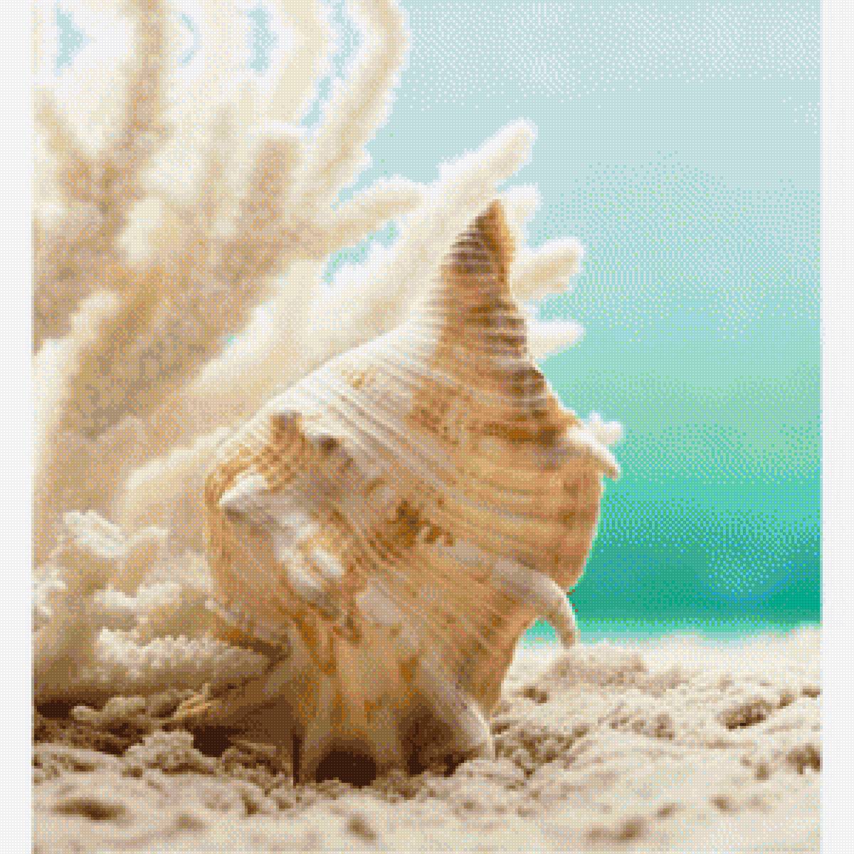 Ракушка - предпросмотр