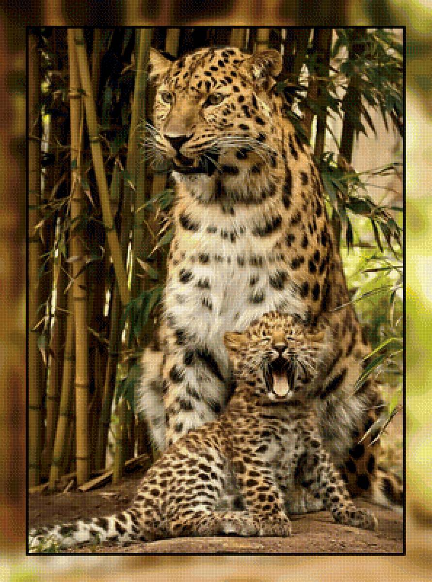 Леопарды. - леопард, котенок, природа., детеныш - предпросмотр