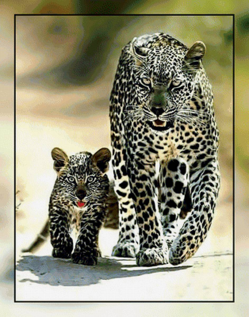 Леопарды. - природа., леопард, детеныш, котенок - предпросмотр