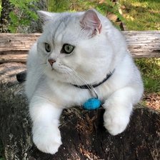 Схема вышивки «528»