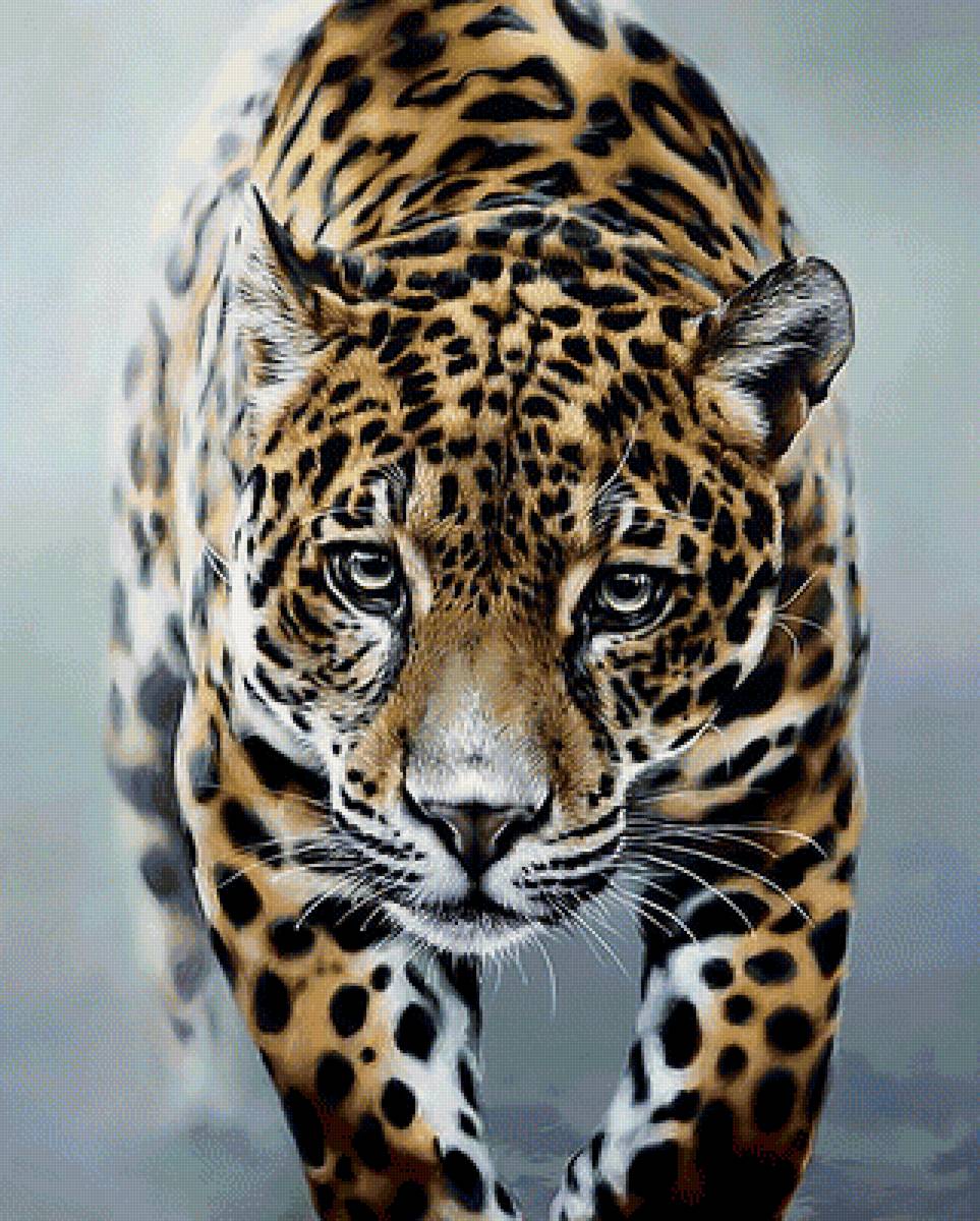 Лео. - леопард, взгляд., хищник - предпросмотр