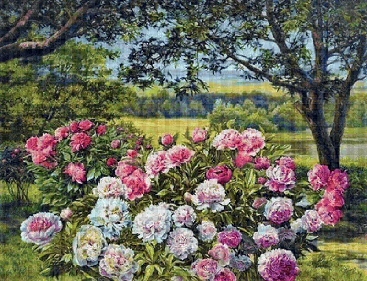 Природа - природа, пионы, лето - предпросмотр