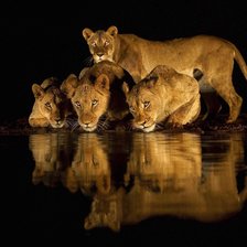 Схема вышивки «На водопое»