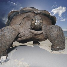 Схема вышивки «черепаха»