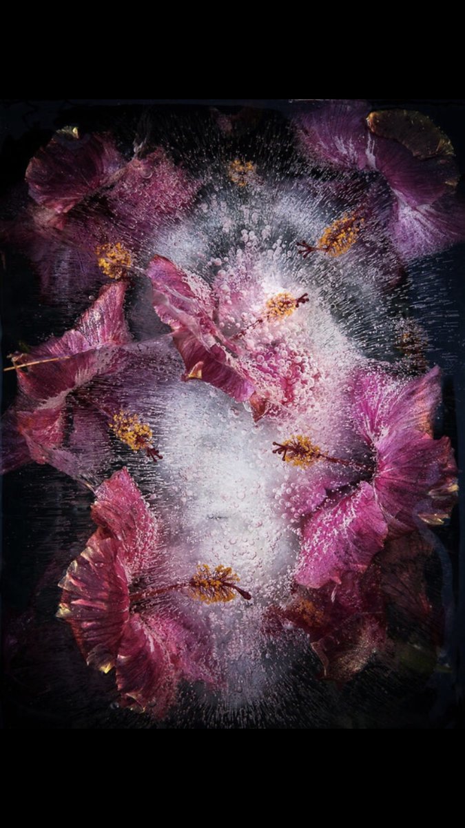 Цветы Гибискуса - оригинал