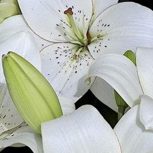 Схема вышивки «№1947230»