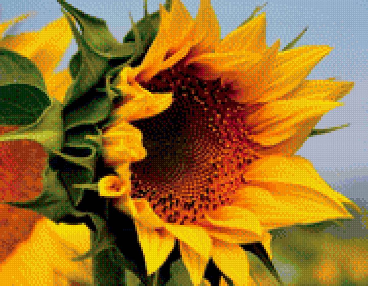 Подсолнух - лето, желтое, зеленое, подсолнух - предпросмотр