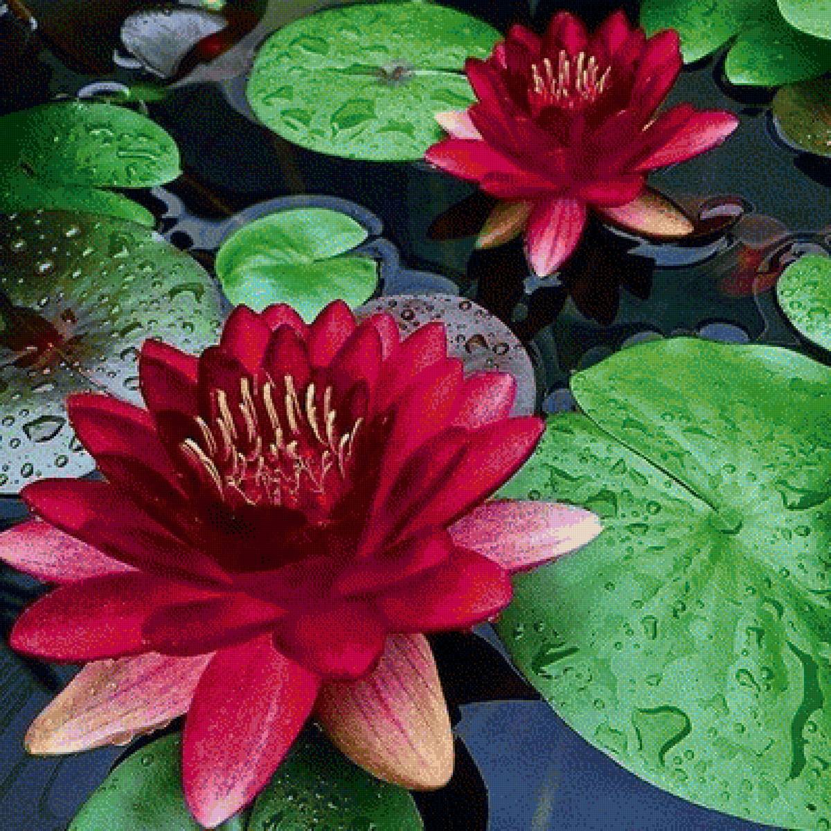 529 - предпросмотр