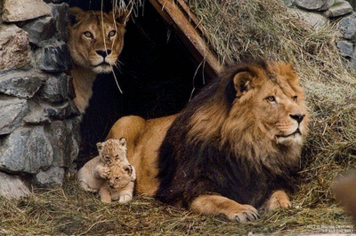 Львы - предпросмотр