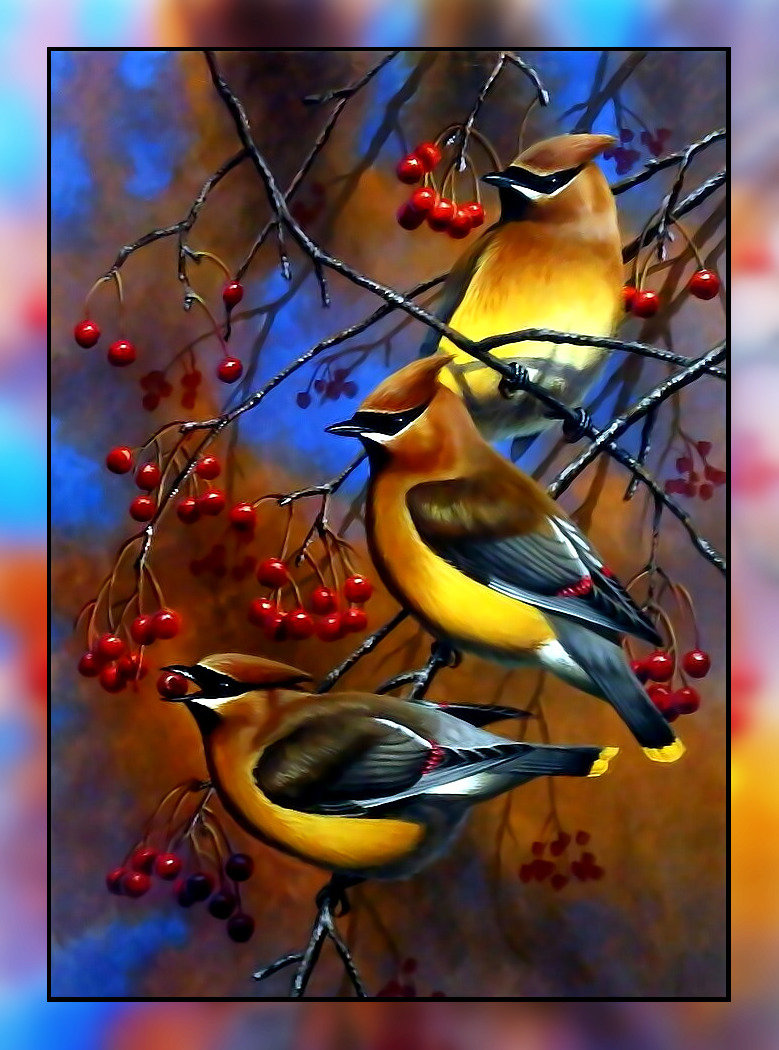 Свиристели на рябине. - свиристели, рябина, птицы. - оригинал