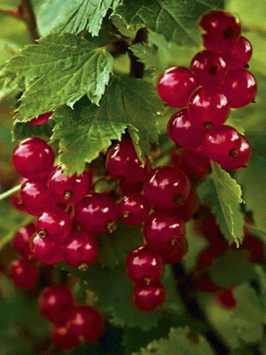 смородина - предпросмотр