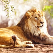 Схема вышивки «Лев»