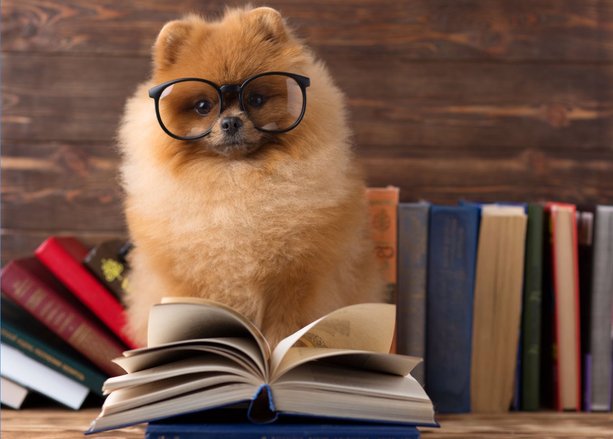 Собука - собака, книги - оригинал