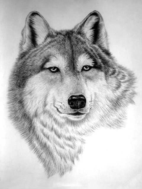 LOBO - 300 x 400 - оригинал