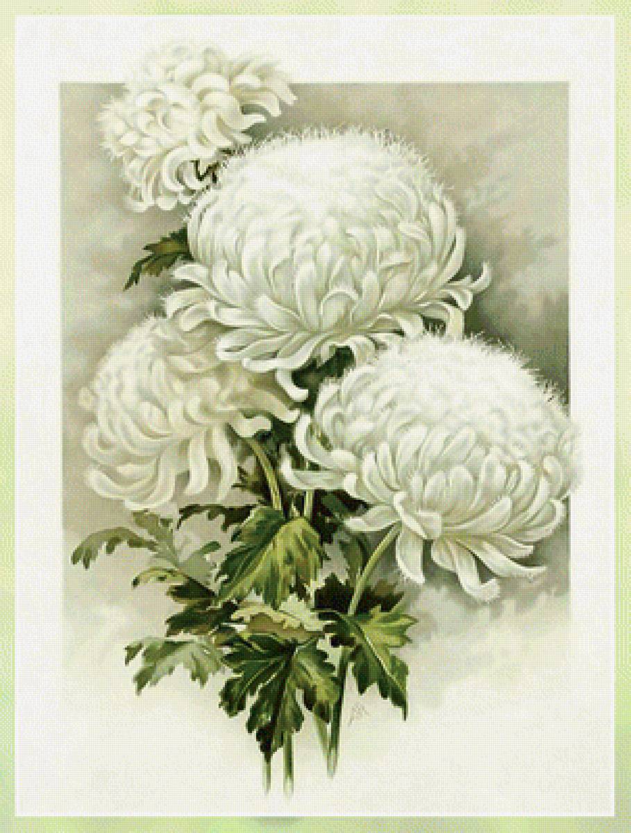 Белые цветы. - букет., цветы - предпросмотр