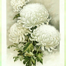Белые цветы.