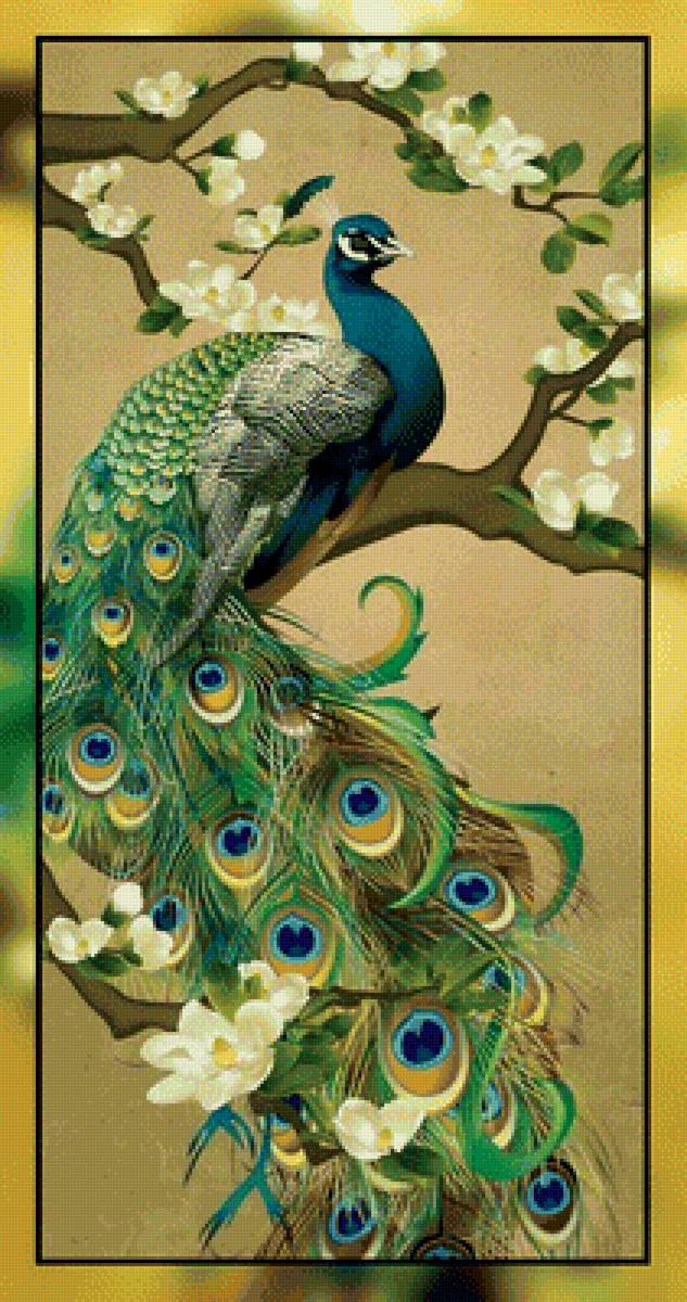 Павлин. - павлин, птицы. - предпросмотр