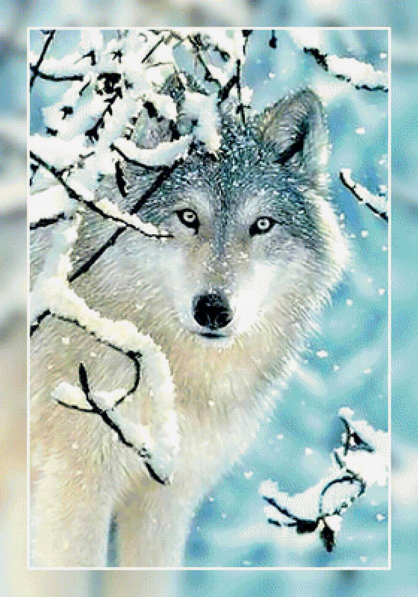 Волк в зимнем лесу. - лес., зима, взгляд, снег, хищник, волк - предпросмотр