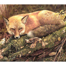 Схема вышивки «Серия "Лисы"»