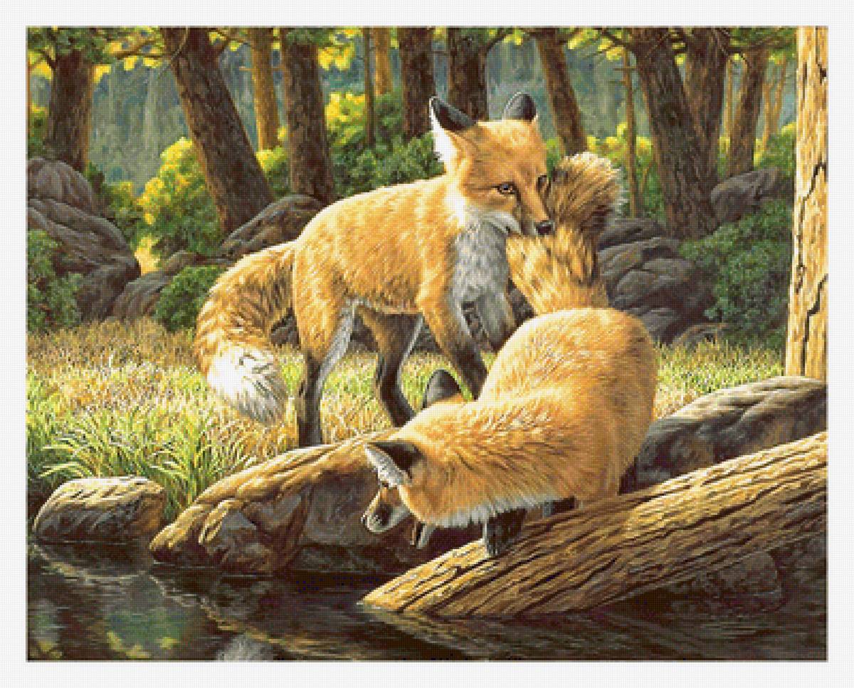 Серия "Лисы" - лисы, животные - предпросмотр