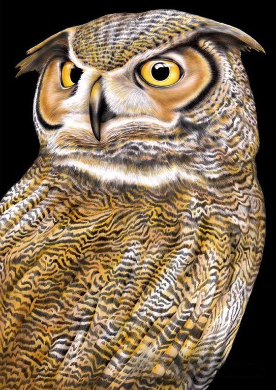 №1948686 - птицы, совы, животные - оригинал