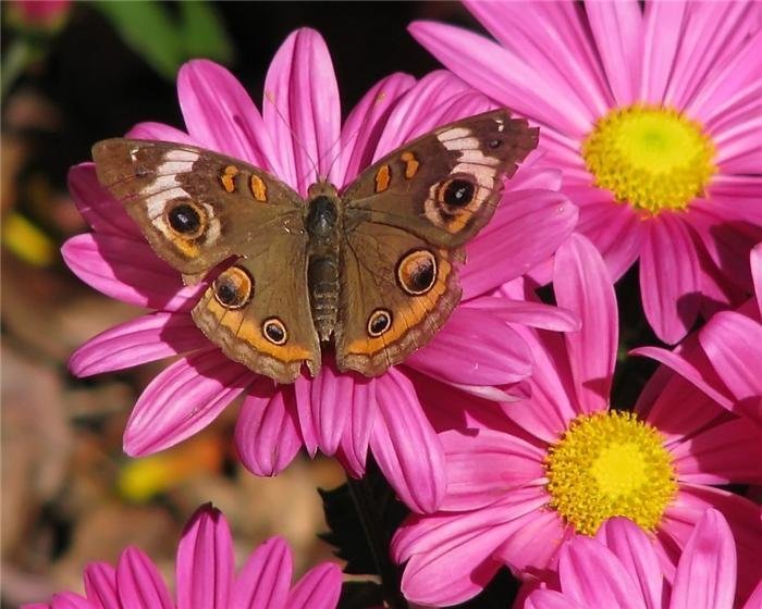 бабочка - оригинал