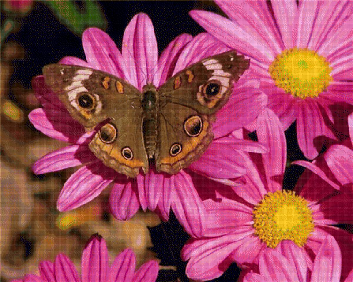 бабочка - предпросмотр