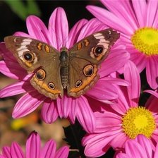 Схема вышивки «бабочка»