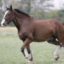Схема вышивки «ყავისფერი ცხენი»