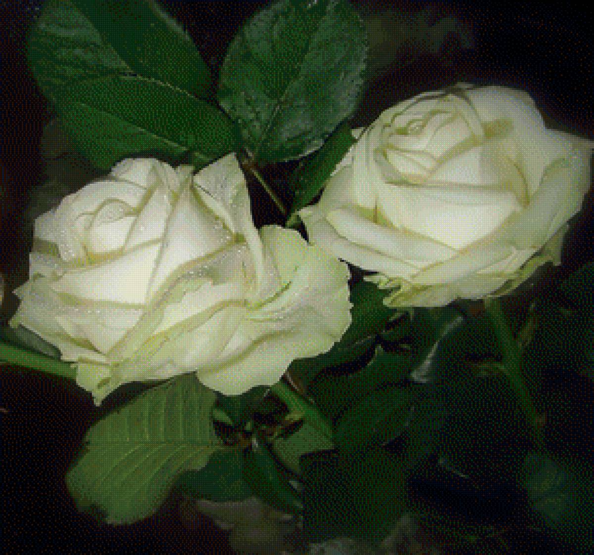 розы - предпросмотр