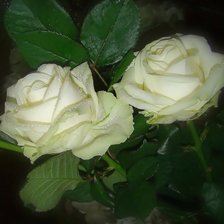 Схема вышивки «розы»