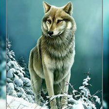 Волк в зимнем лесу.