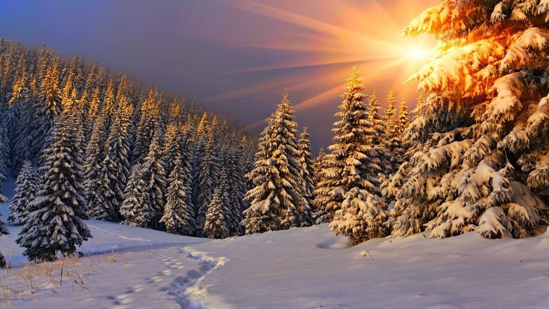 зима - солнце, снег, елки, зима, лес - оригинал