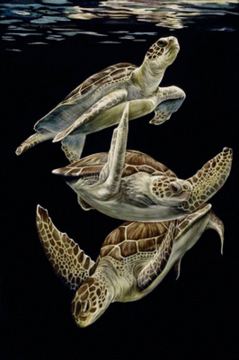 №1949887 - черепахи, животные - предпросмотр