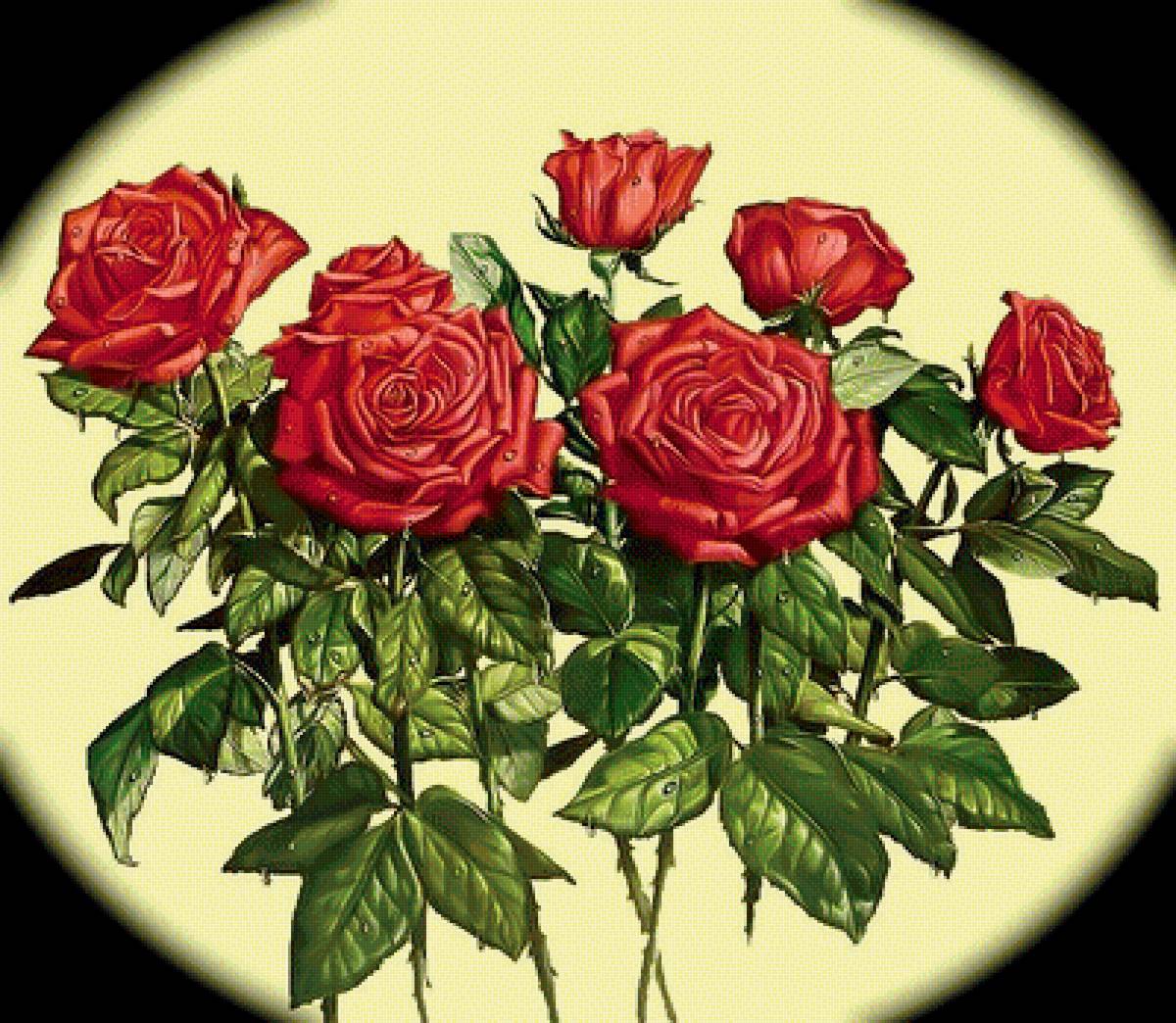 Розы - цветы., розы - предпросмотр